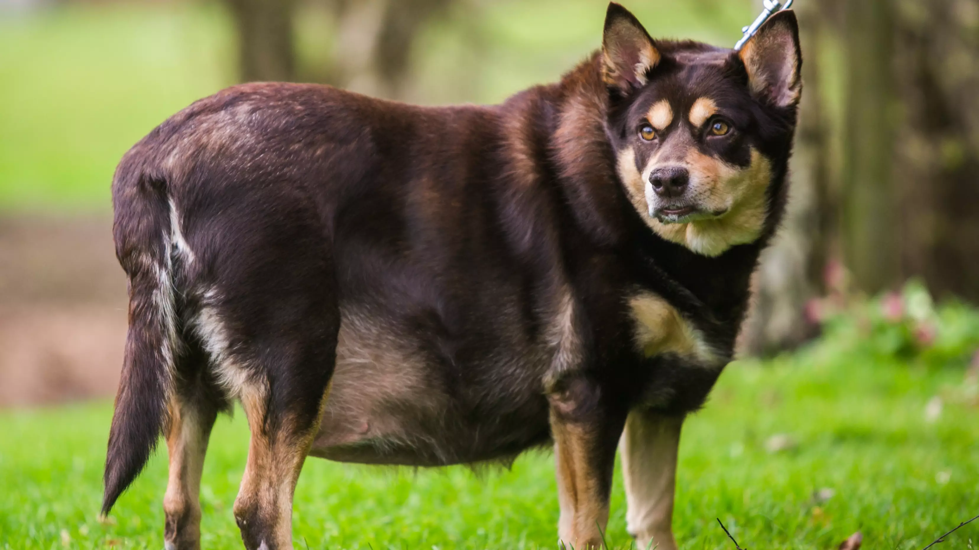 Britain's Fattest Dog Loses Half Her Body Weight