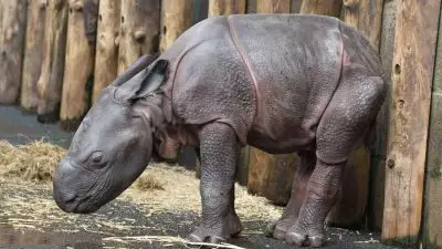 ​Indian Rhino Born At British Safari Park For First Time In Its 47 Year History