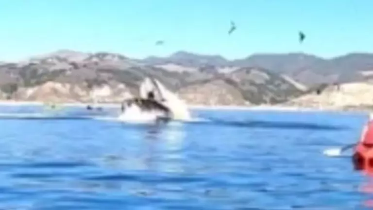 Humpback Whale Almost Swallows Up Two Women 