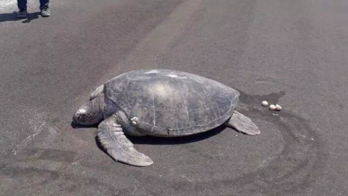 Endangered Turtle Who Came To Lay Eggs On Beach Discovers It's Been Turned Into A Runway