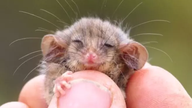 Little Pygmy Possum Discovered On Kangaroo Island 