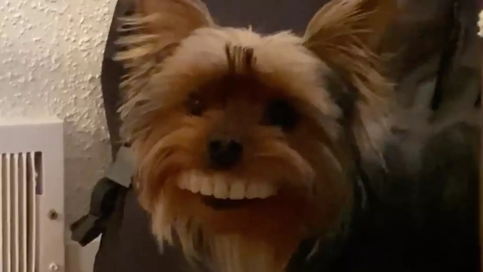Dog Steals Owner's Fake Dentures And Looks Hilarious
