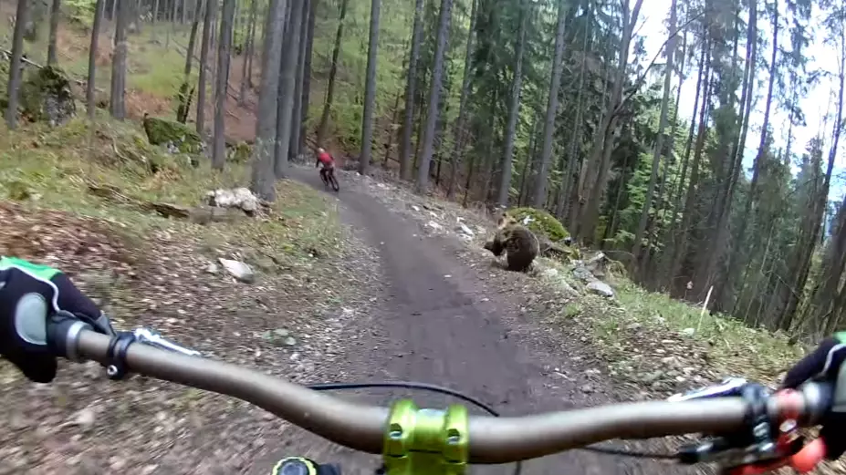 Mountain Bikers Catch Footage Of Bear Charging Them During Ride