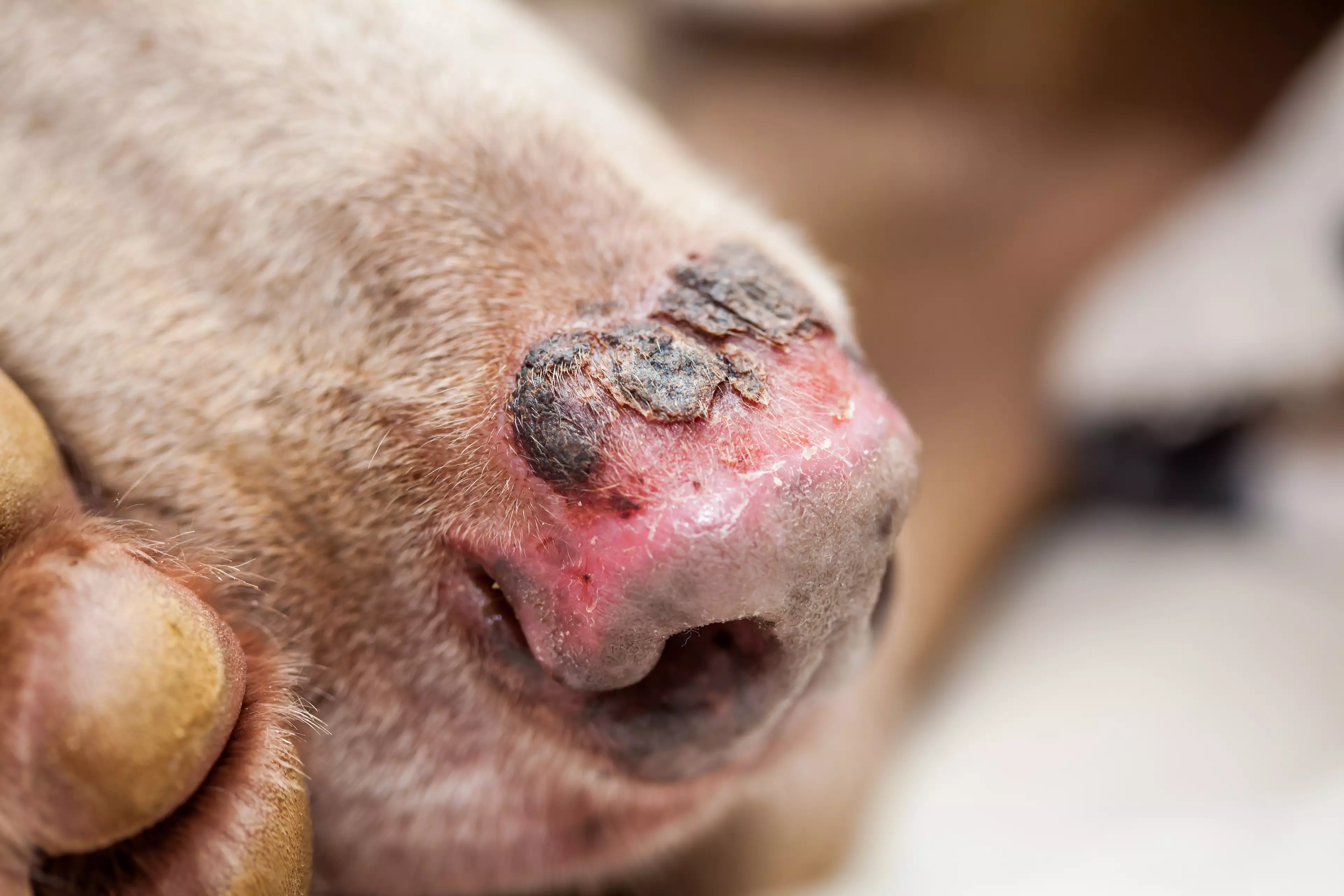 Dogs' noses are particular at risk (
