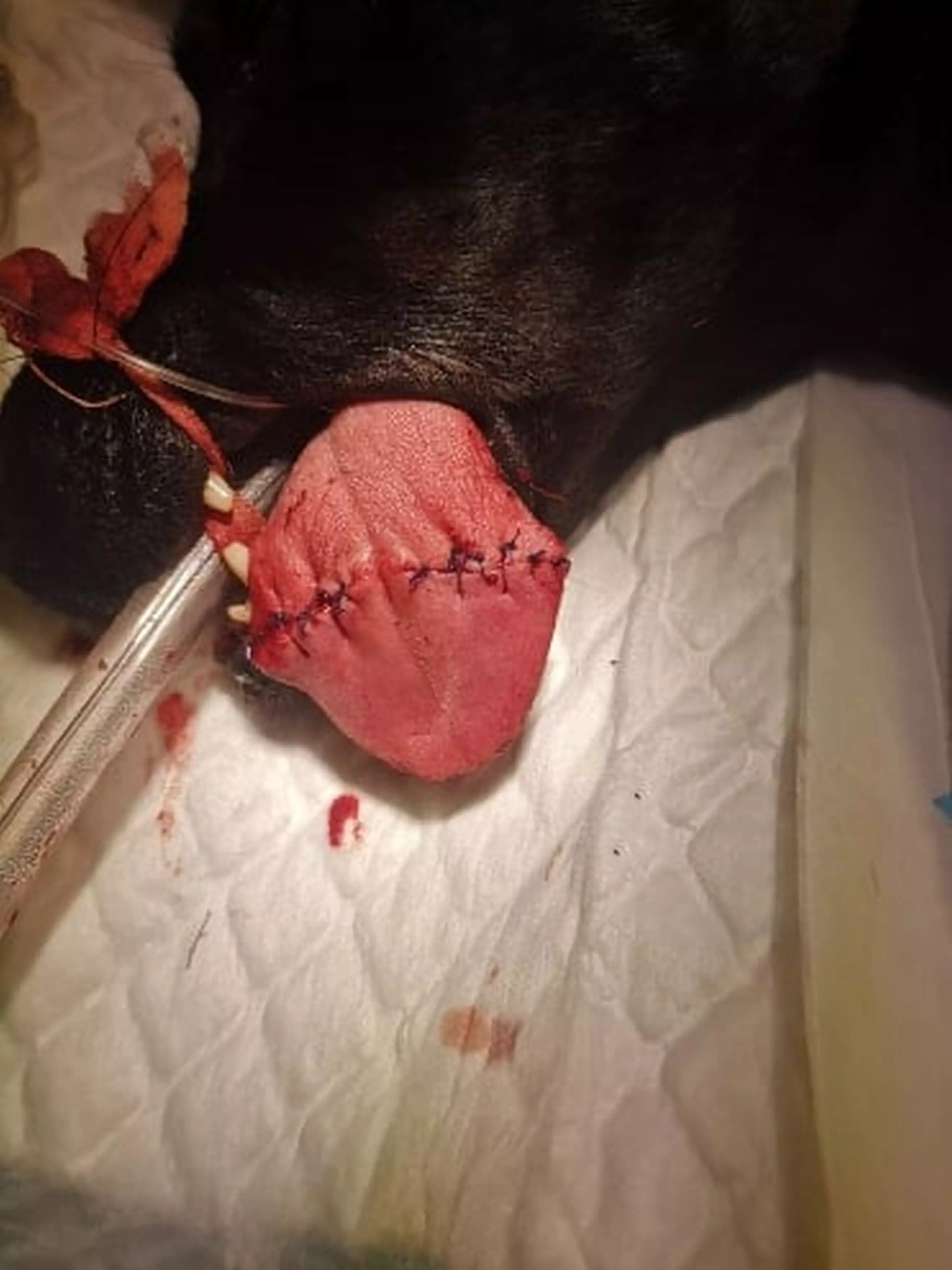 Poppy's tongue has now been stitched back together.