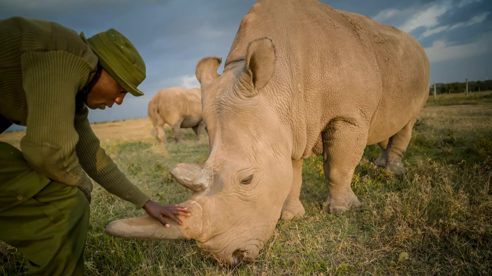 Harvested White Rhino Eggs Have Just Been Fertilised