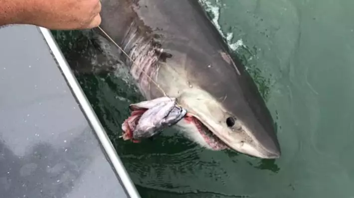 Fishermen Dragged Along For Two Miles After Hooking Great White Shark