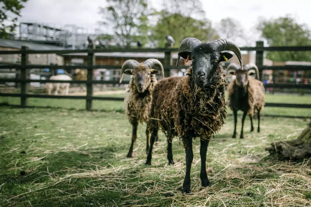 Take a virtual tour of Stepney City Farm and visit lambs, kid goats and donkeys along the way (