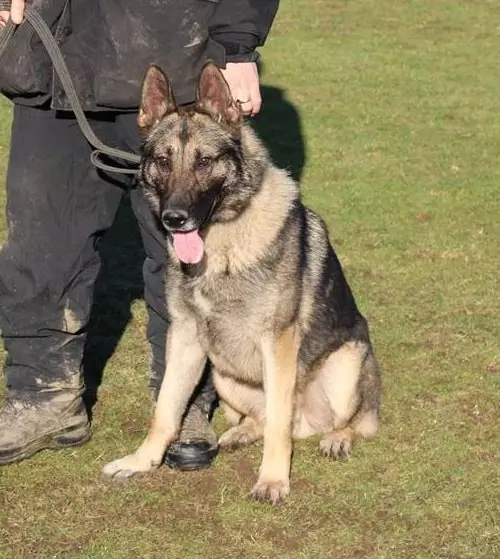 PD Audi will now get back to the work of helping protect the community.