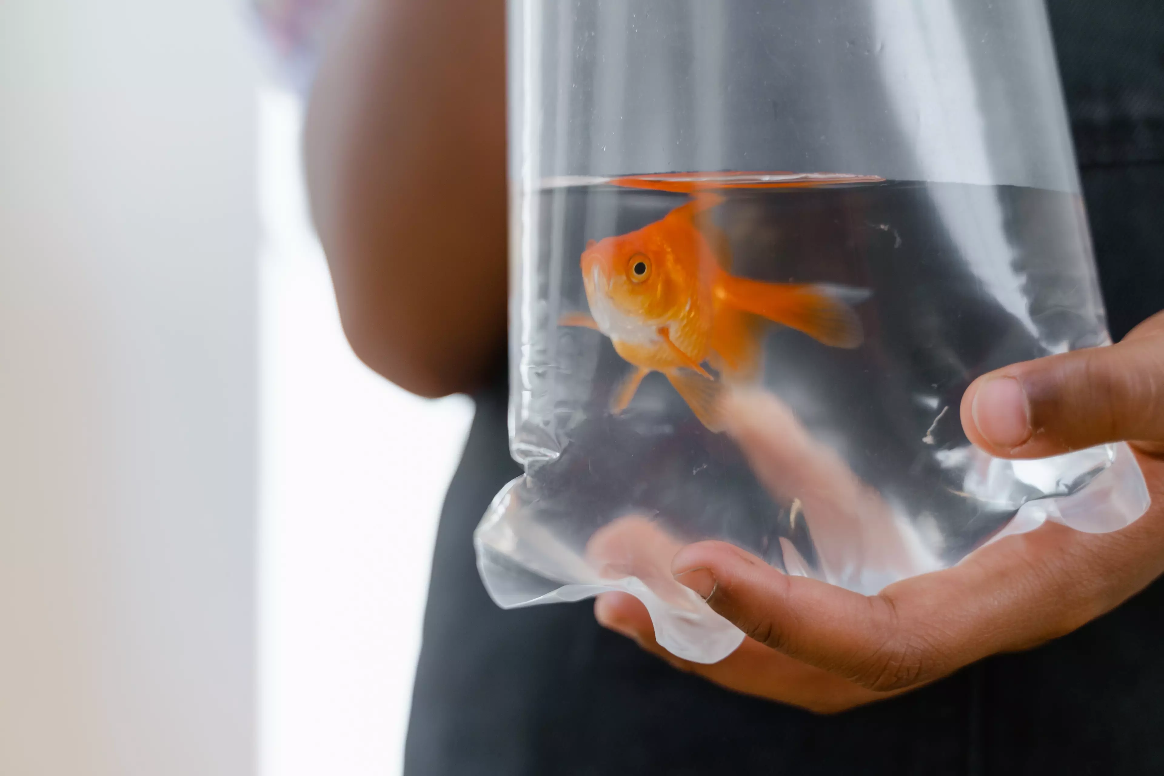 Many goldfish die 'within hours'.