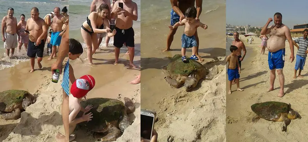 Turtle Dragged Out Of Water And Beaten With A Stick For Pleasure 