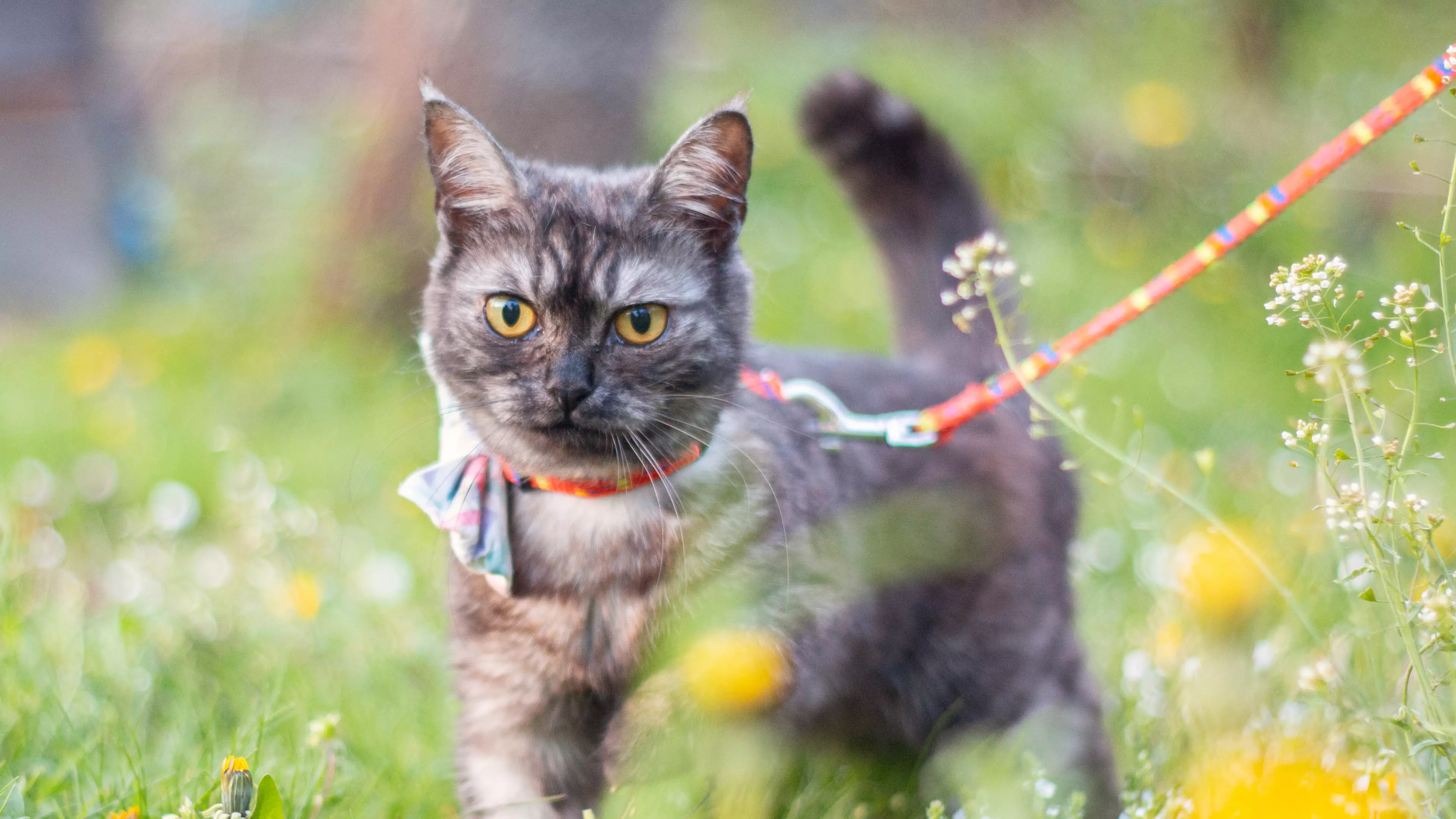 Cats Could Actually Enjoy Being Walked As Much As Dogs, Expert Claims