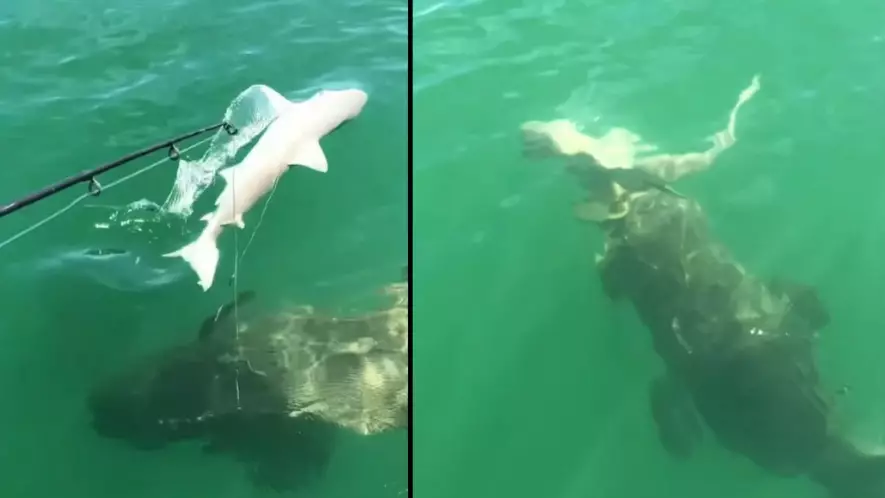 Terrifying Moment Gigantic Sea Creature Devours Shark In One Bite