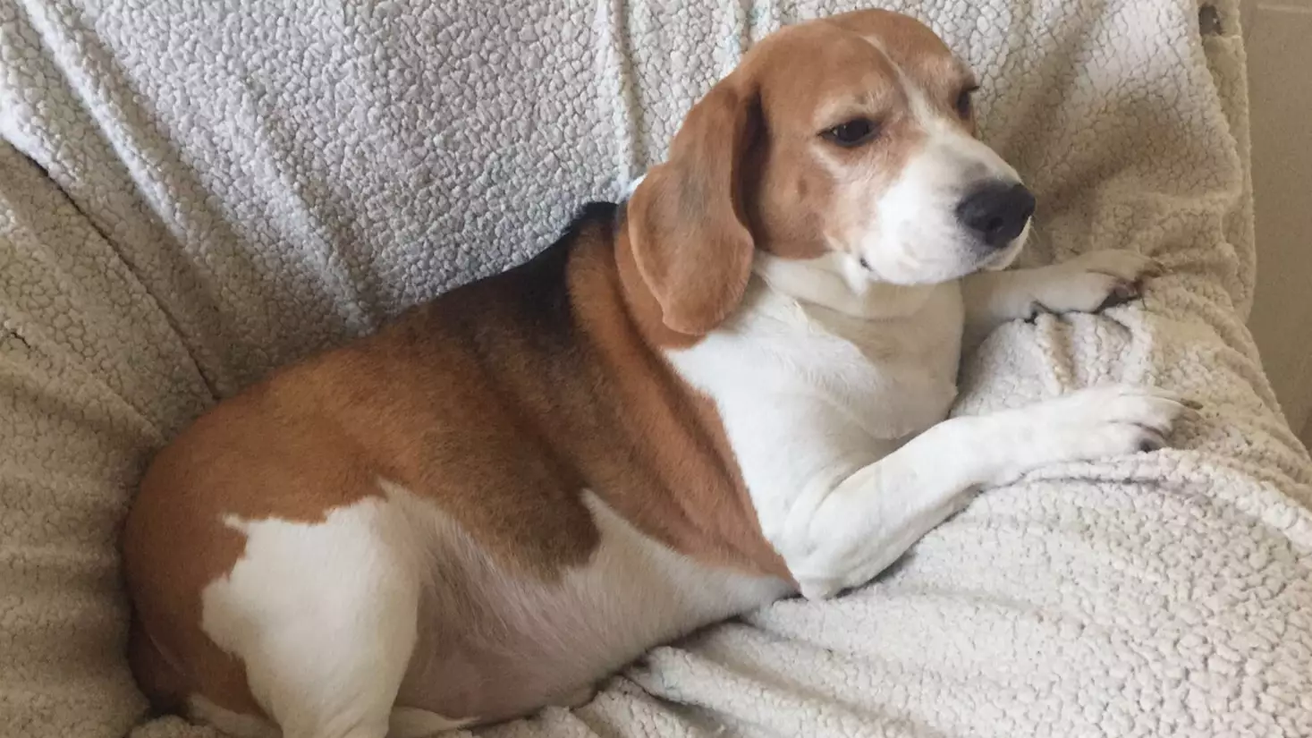 Calling All Chonky Pets: A Charity Is Launching A Search For The UK's Fattest Animals