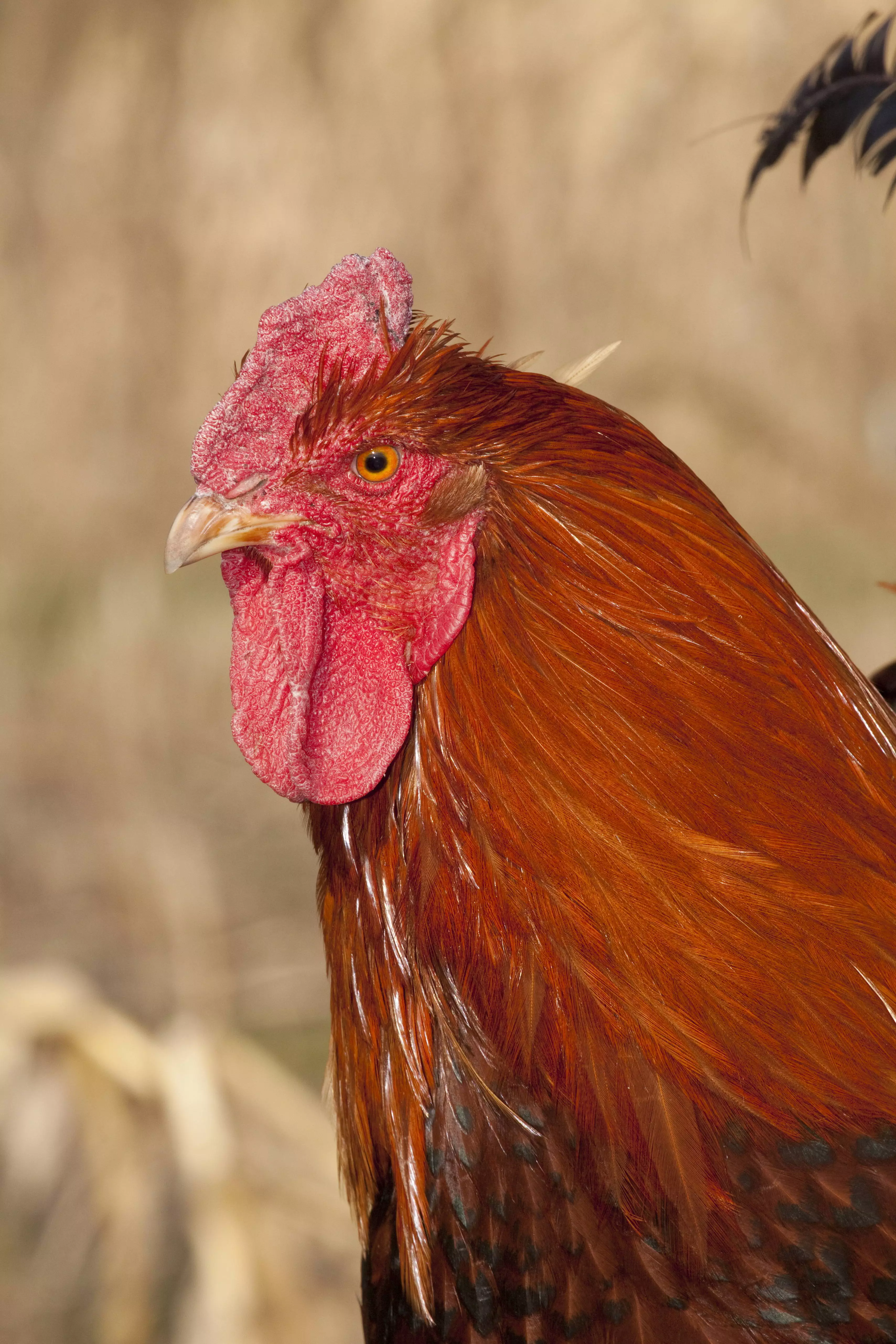 The elderly woman was attacked by her rooster while collecting eggs.