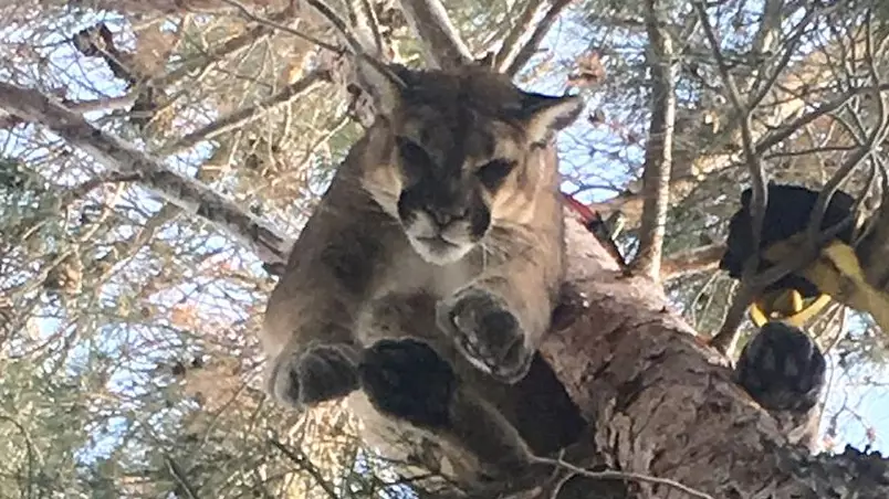 Firefighters Called Out To Rescue Mountain Lion From Tree 