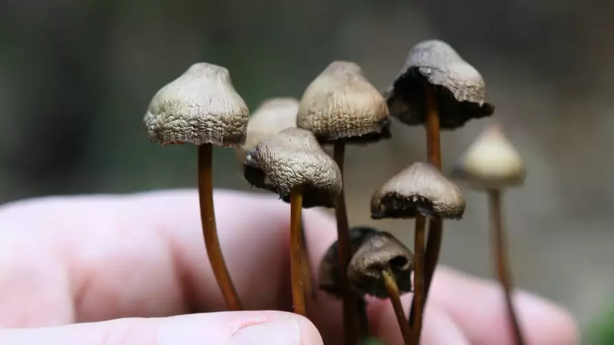 Magic Mushrooms Could 'Reset' Brain To Treat Depression 
