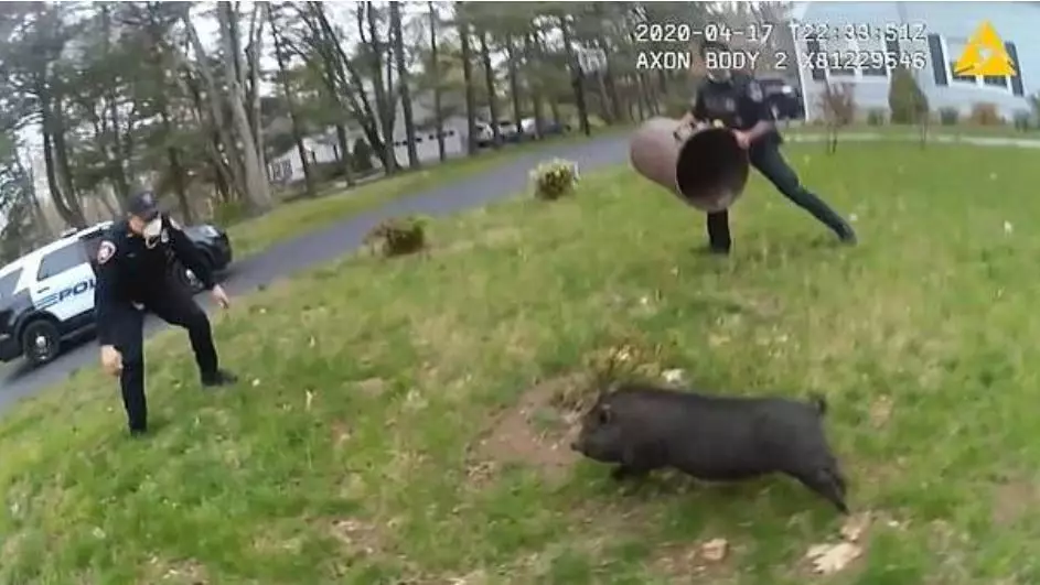 The pig was pursued by three police officers for 45 minutes.