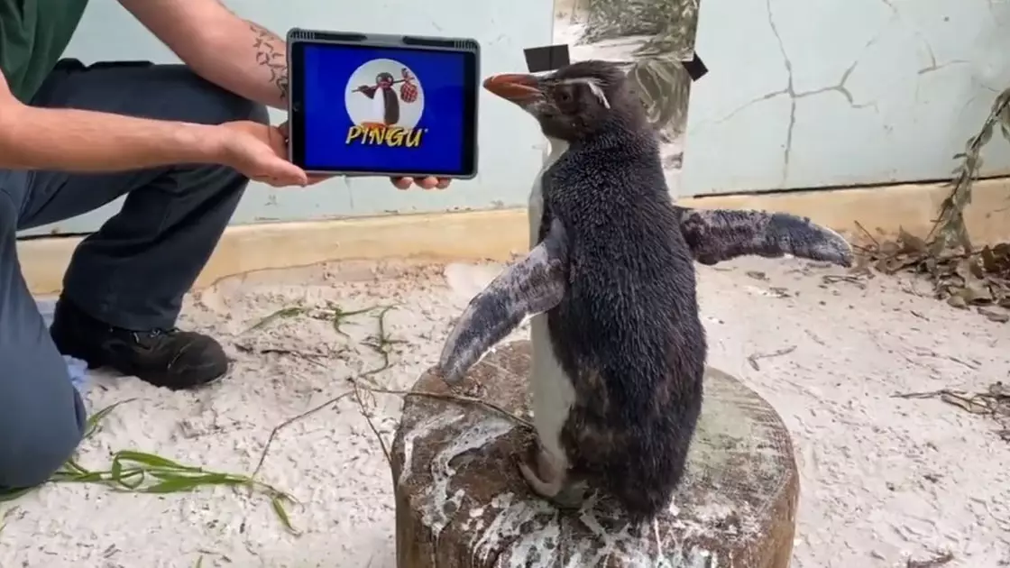 Penguin Lifts His Spirits By Binge-Watching Episodes Of Pingu