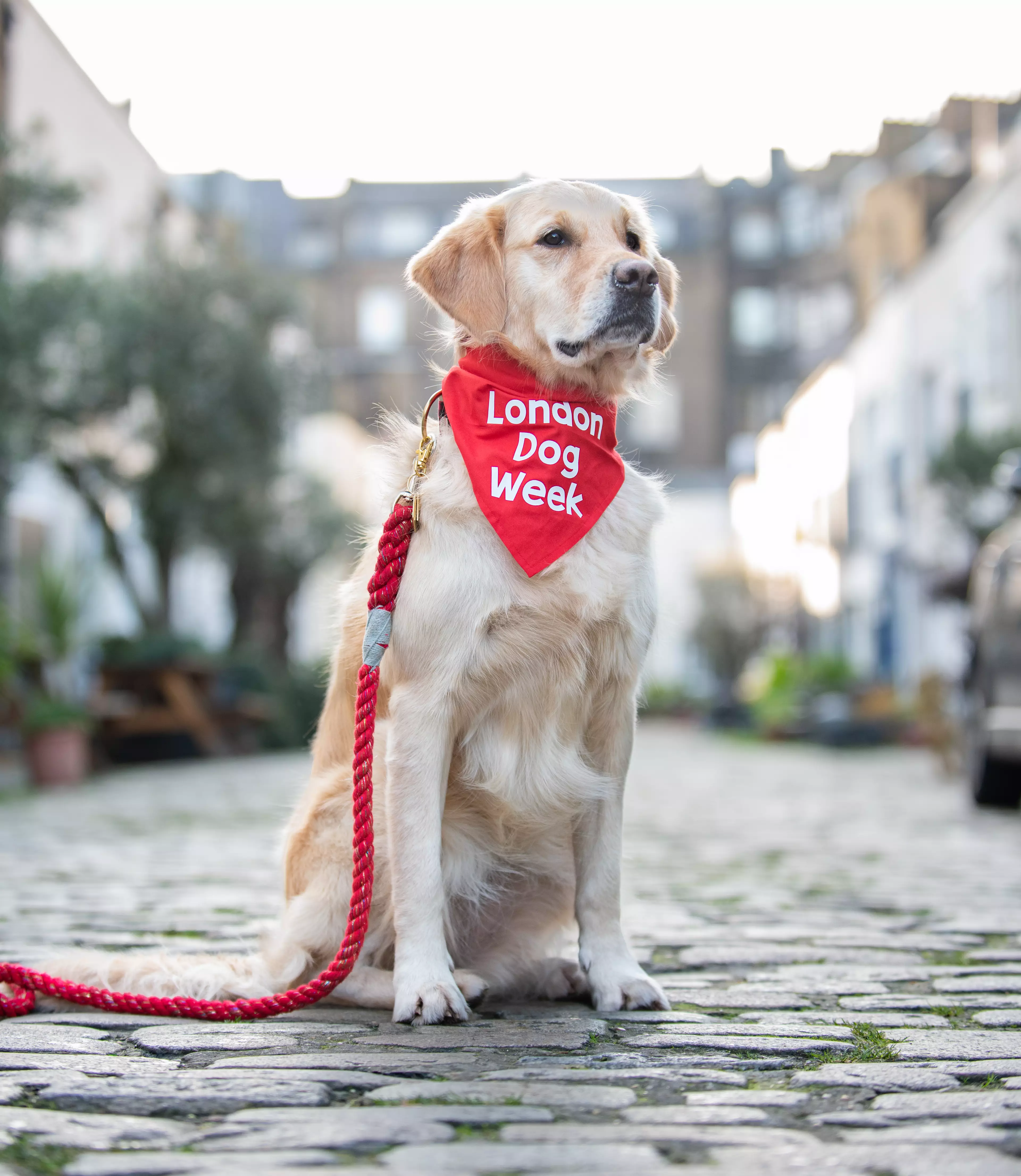 It's unsurprising that these fur babies bring us so much happiness - something London Dog Week seeks to raise awareness of (