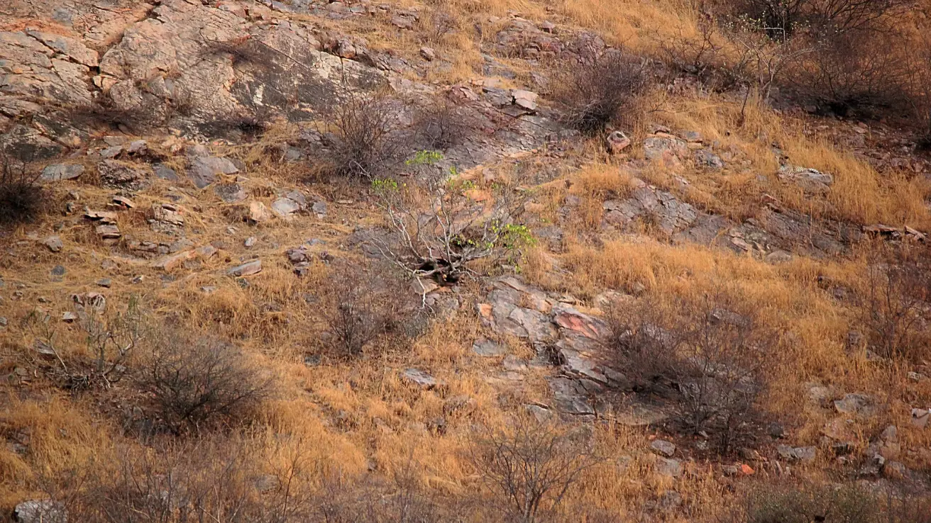 Photographer Captures Leopard Camouflaged On Hillside And People Struggle To Spot It