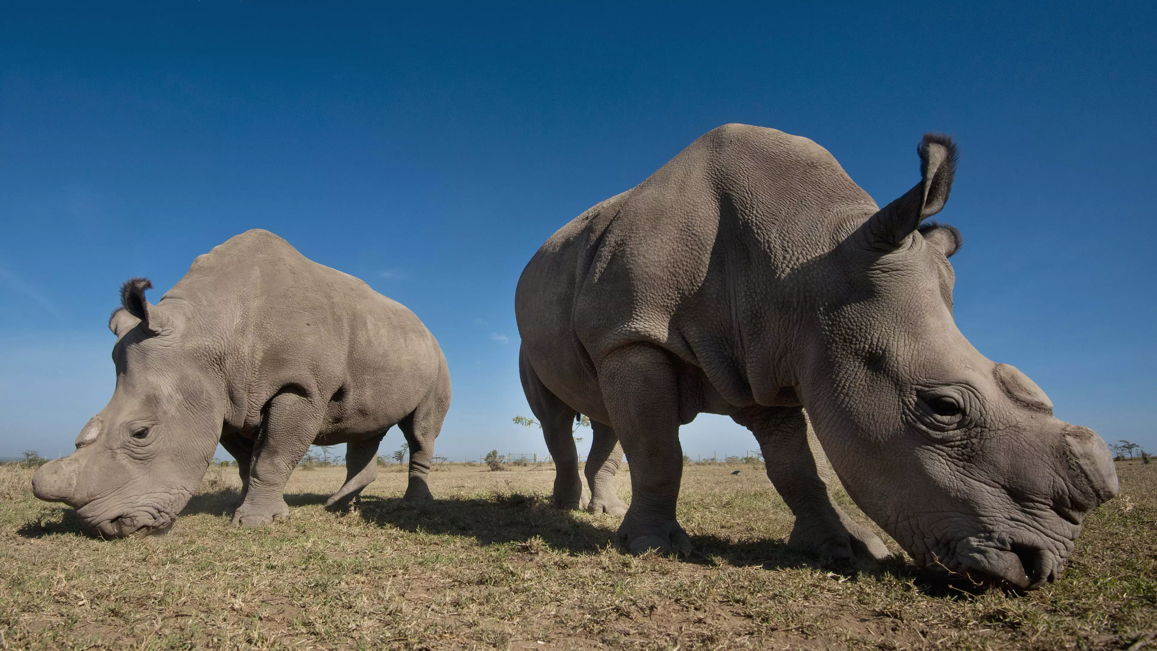 Last Two Northern White Rhinos Live Under 24-Hour Armed Guard To Protect Against Poachers