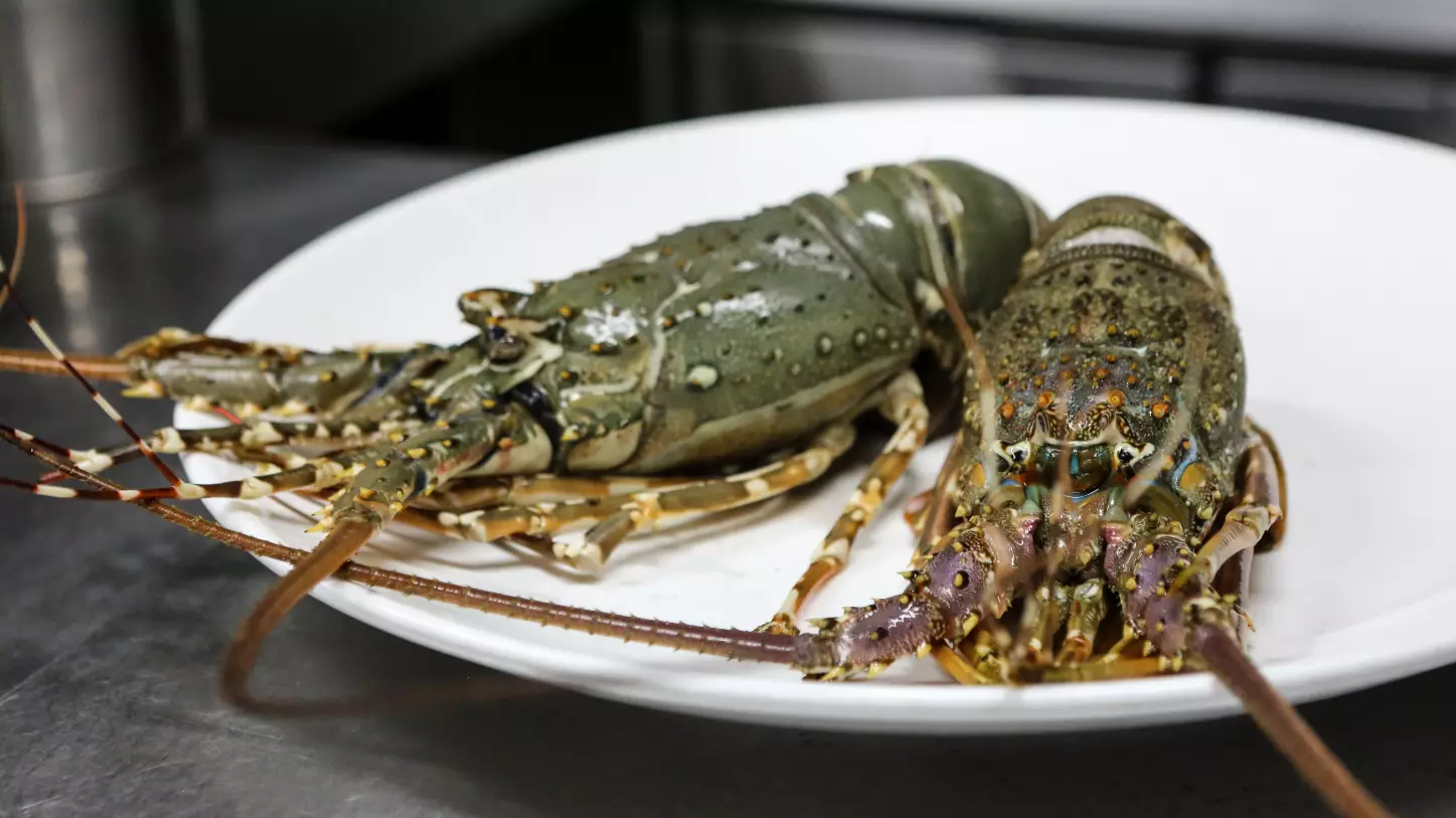​Switzerland Becomes The First Country To Make Boiling Live Lobsters Illegal