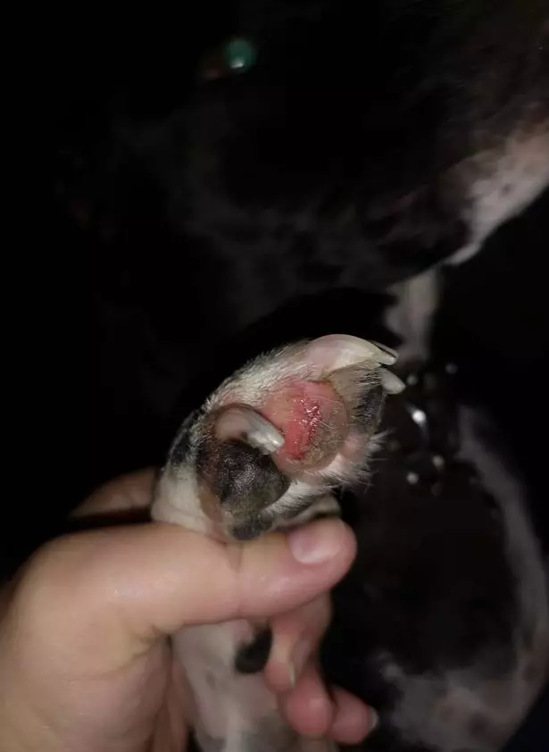 The dog split her paws open by scratching at the floor in fear.