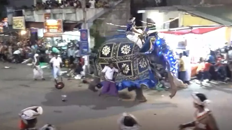 At Least 17 Injured After Two Elephants Rampage Through Streets During Festival