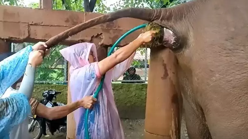 Elephant Poo Explodes In Vet's Face As He Helps Solve Animal's Constipation