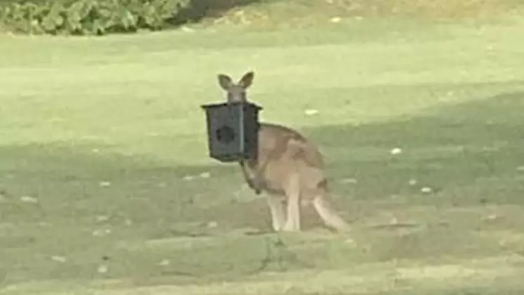 Concerns Growing Over Kangaroo That's Had A Bucket Stuck To It's Head For Five Months