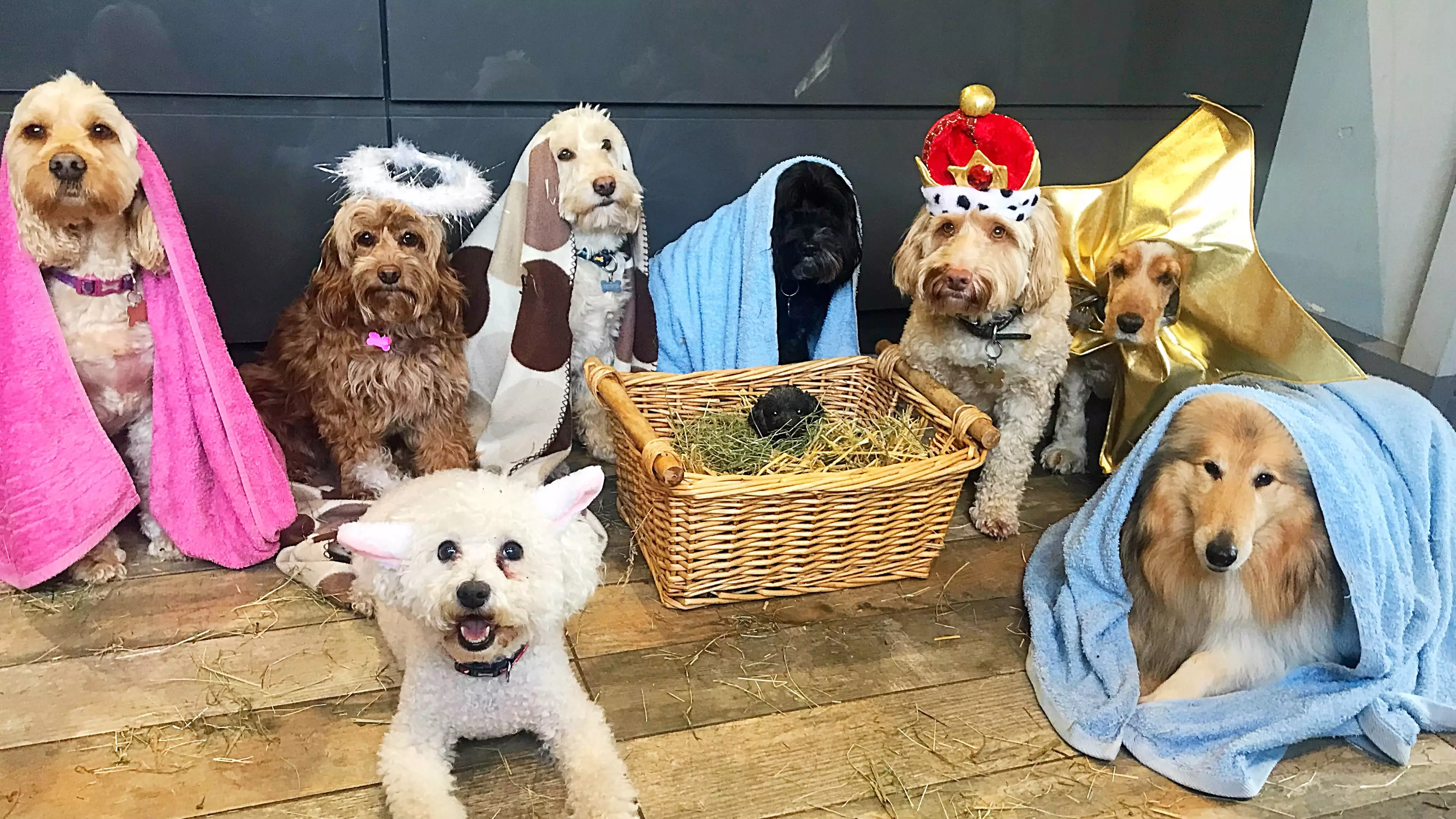​Dog Groomers Recreate The Nativity Scene With Adorable Pooches