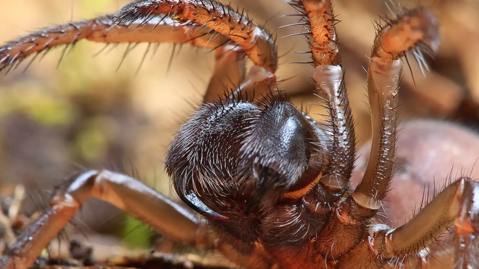 World's Oldest Spider Dies Aged 43