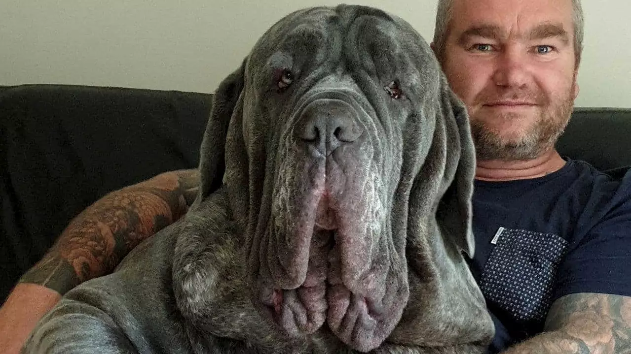 Dog Has More Than A Kilo Of Excess Skin Removed So He Can See