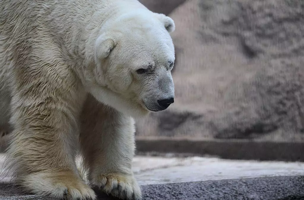 'World's Saddest Polar Bear' Dies In Argentinian Zoo At The Age Of 30