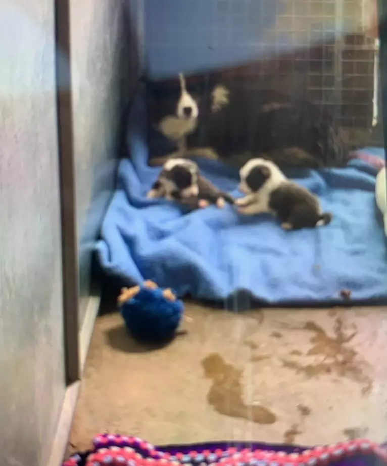 These are believed to be some of the Border Collies that were taken from the SA property.