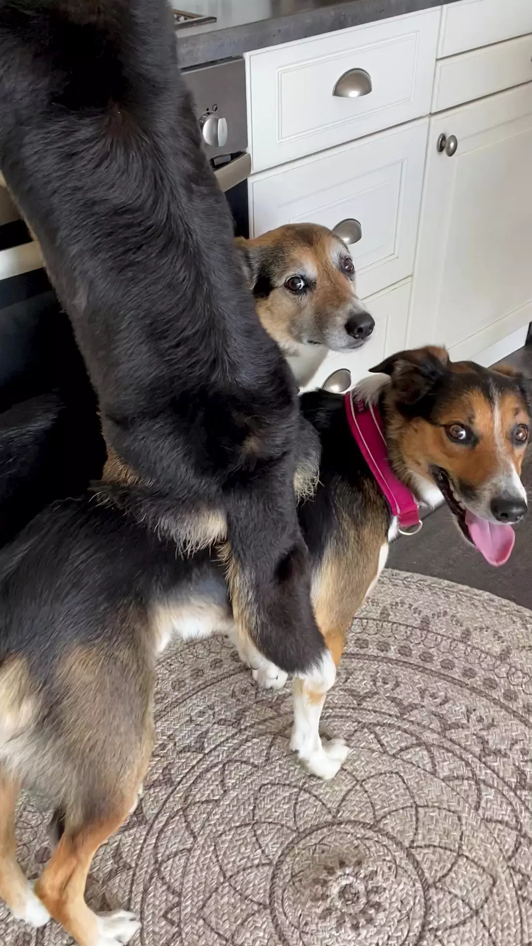 The doggos acted as foot-stools (