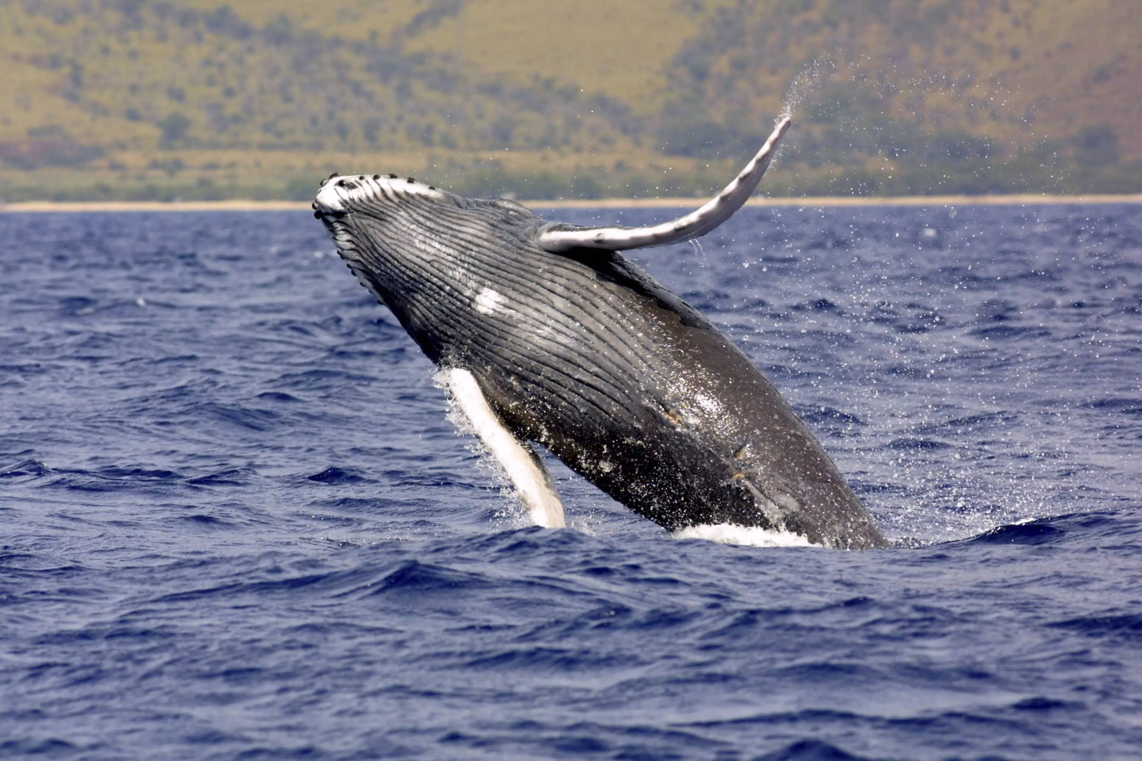 Stock image of humpback whale.