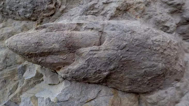 Well-Preserved Dinosaur Footprints From 100 Million Years Ago Discovered On England Beach