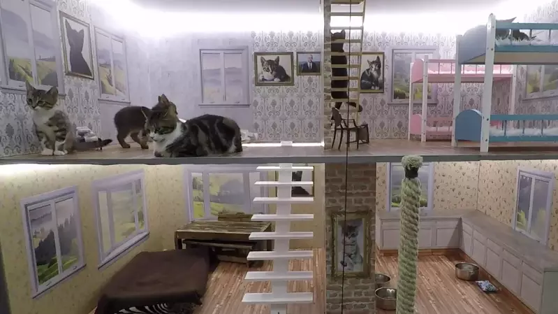 ‘Keeping Up With The Kattarshians’ Is A 24 Hour Reality TV Show About Kittens