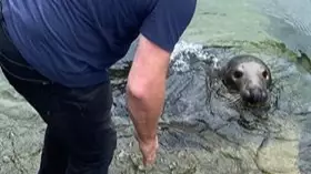 Tourist Bitten By Famous Sammy The Seal Rushed To A&E