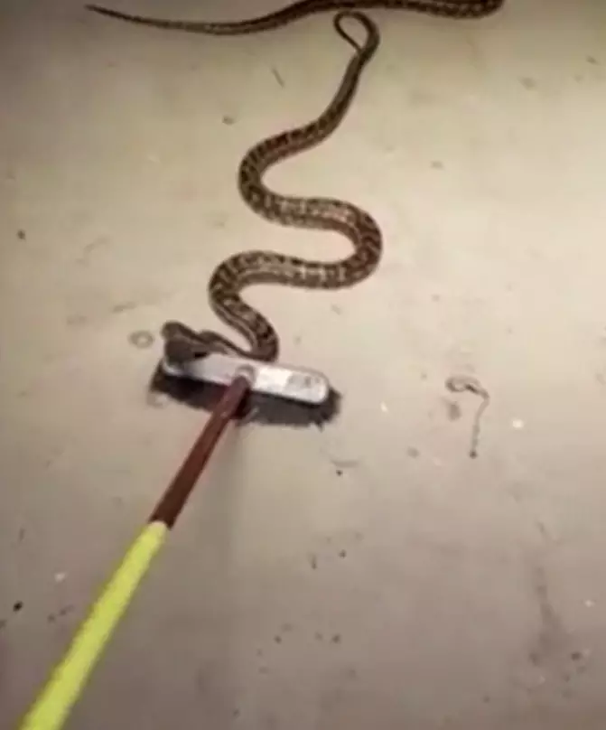 Snake broom