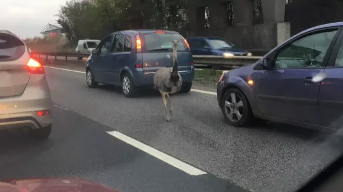 Escaped Ostrich Causes Miles Of Tailbacks After Wandering Onto Busy Road 