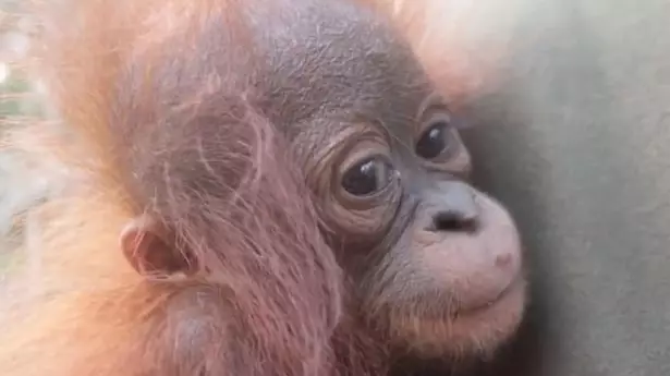 Orphaned Baby Orangutan Hugs The Man Who Rescued Him