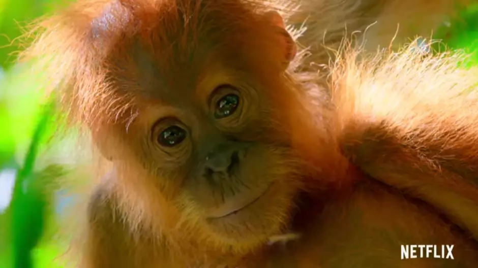 Netflix Releases New Trailer For David Attenborough Series Our Planet