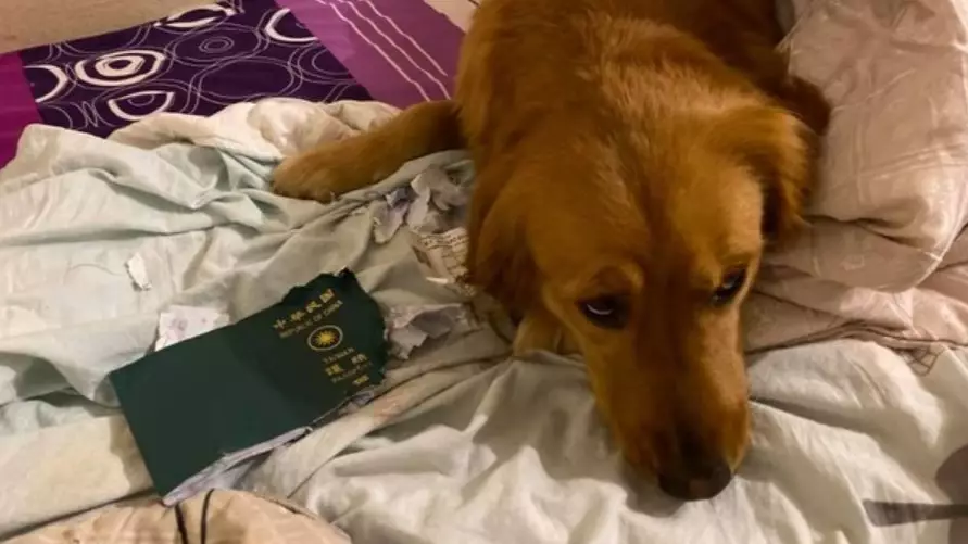 Woman Stopped From Going To Wuhan After Dog Eats Her Passport
