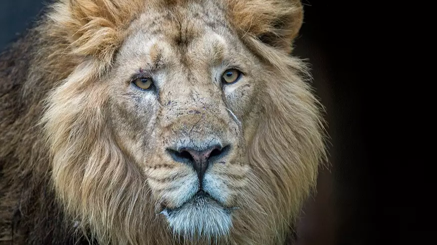 Body Of Suspected Poacher Eaten by Lions Has Now Been Identified