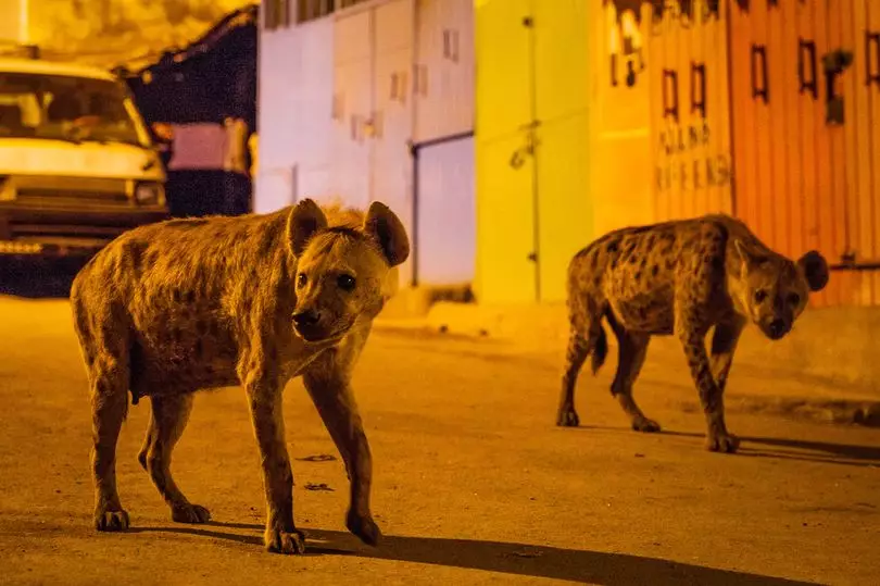 'Planet Earth II' Film Crew Describe Being Involved In A Mass Hyena Fight