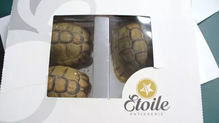 ​Man Tries To Sneak Tortoises Through Airport As Pastries