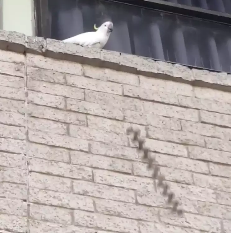 The cheeky bird was filmed throwing the spikes onto the floor.